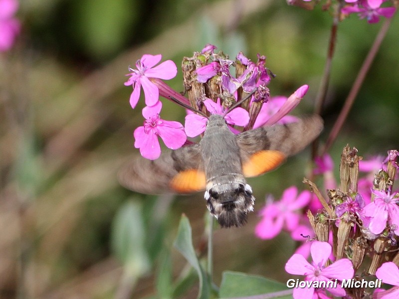 Macroglossum stellatarum a riposo...